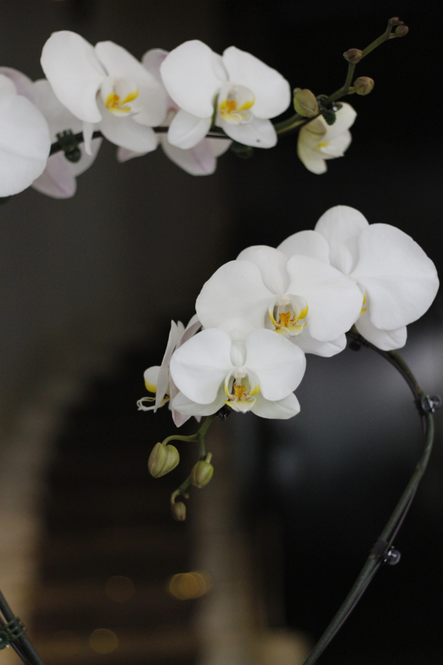 close-up of white orchids
