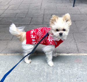 Pet dog wearing Christmas sweater for 'Gifts for Pet'